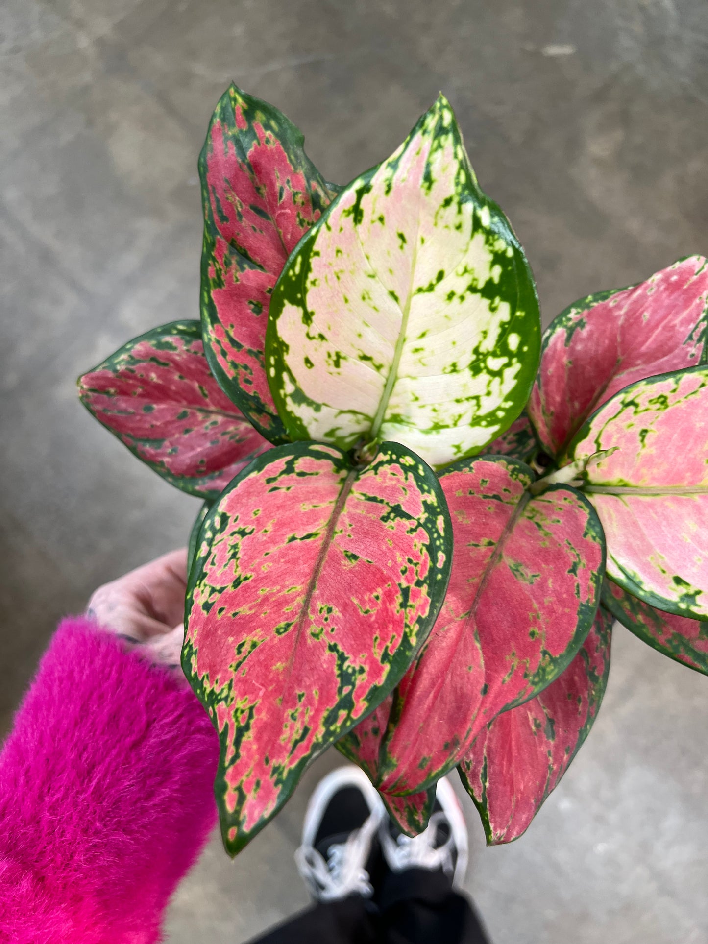 Aglaonema Very Red