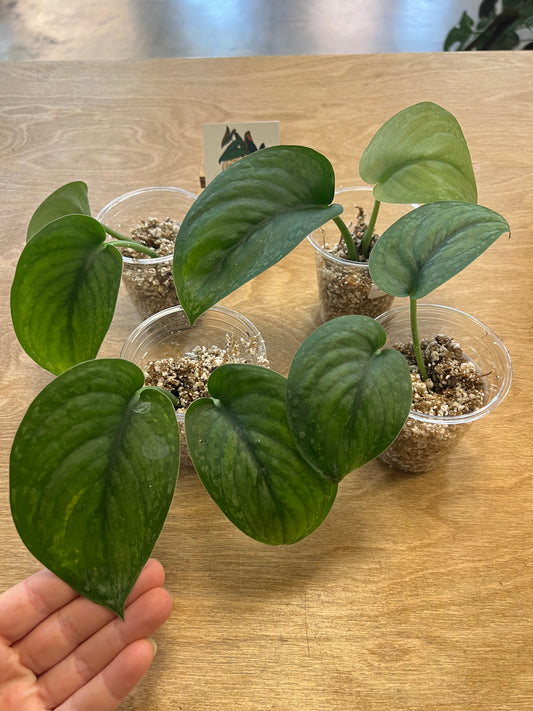 Scindapsus Dark Cloud
