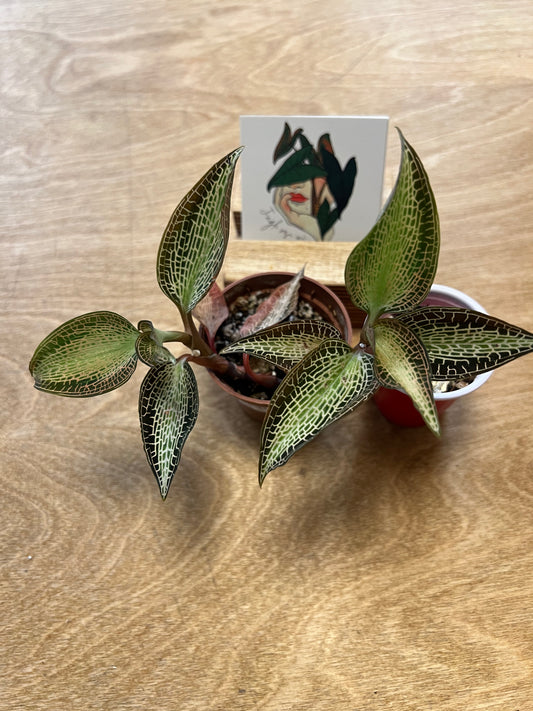 Jewel Orchid Goodyera Rostellata