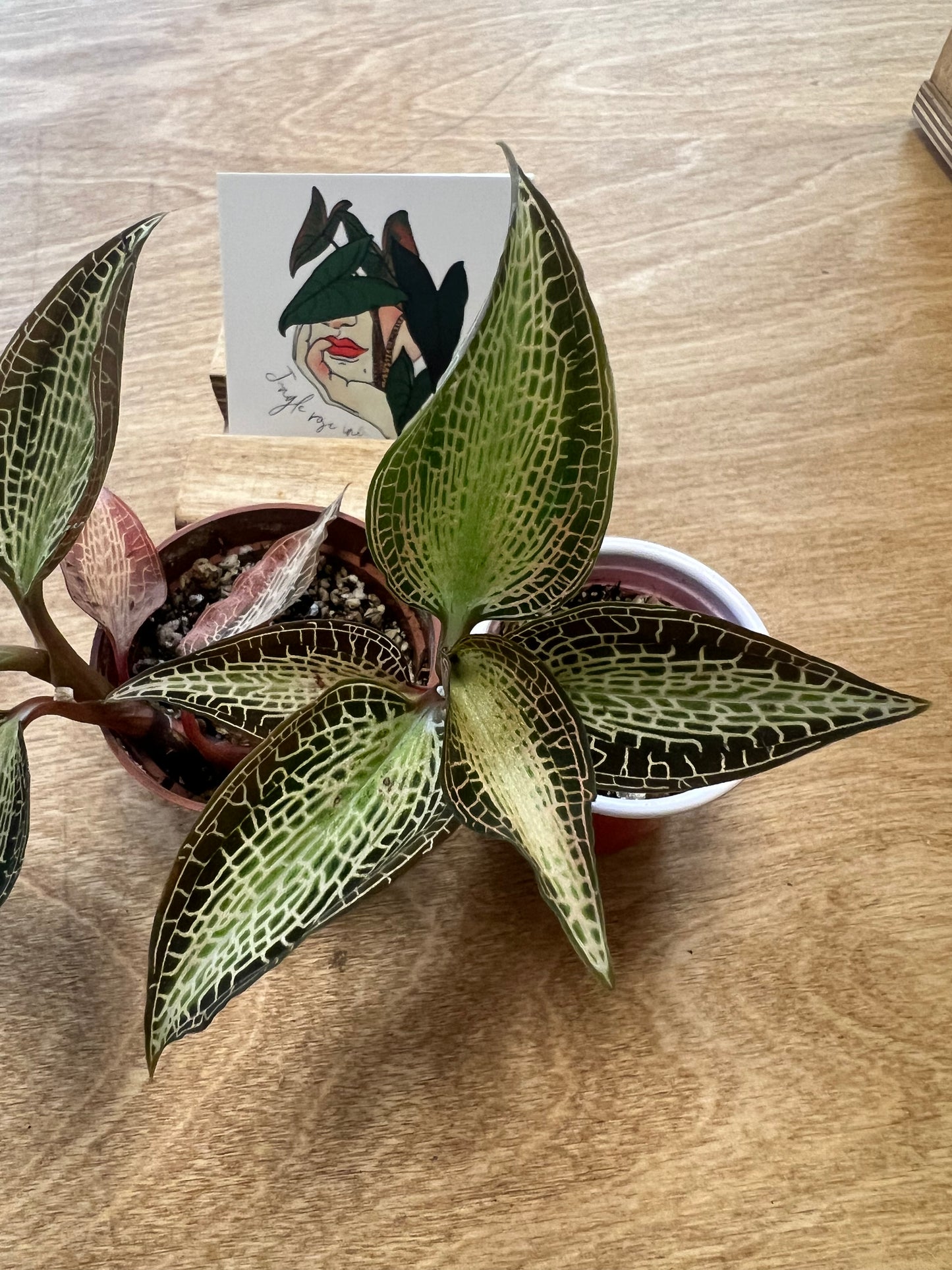 Jewel Orchid Goodyera Rostellata