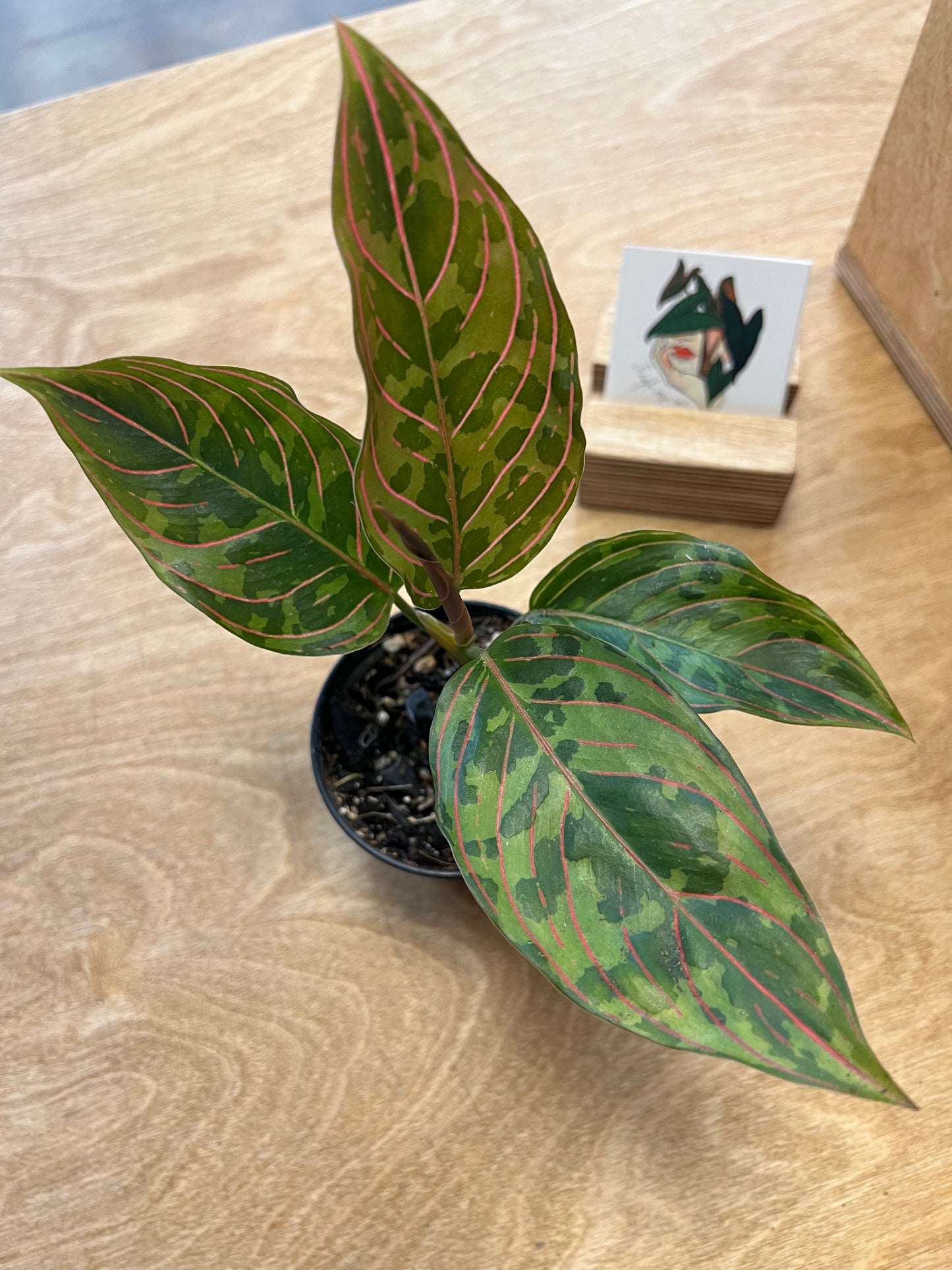 Aglaonema Red Army