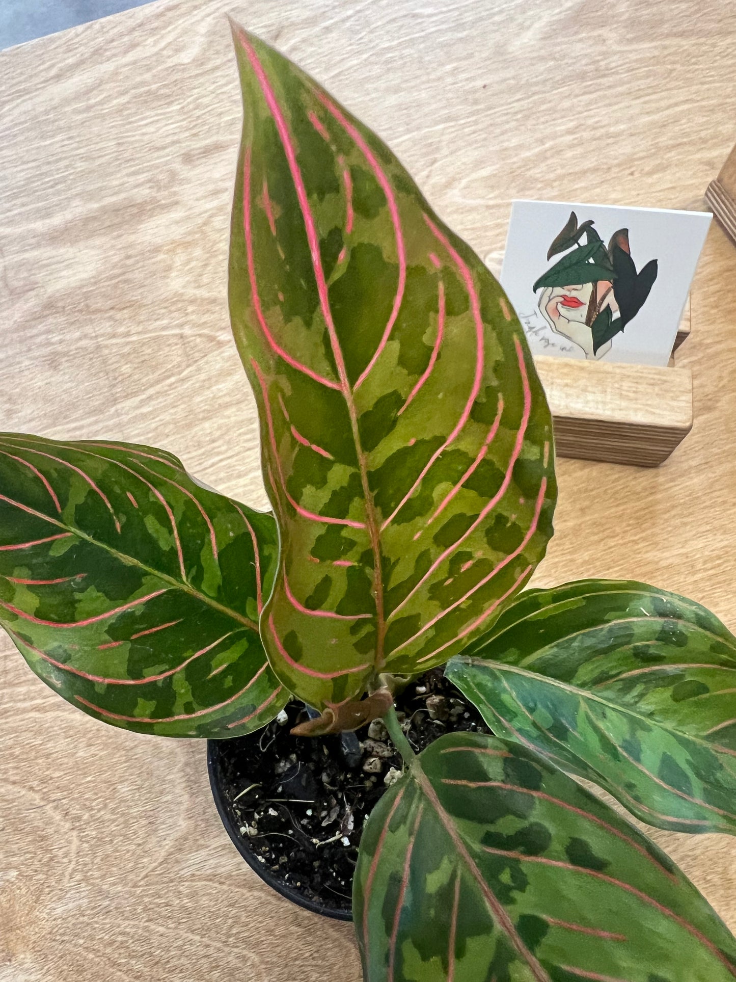 Aglaonema Red Army