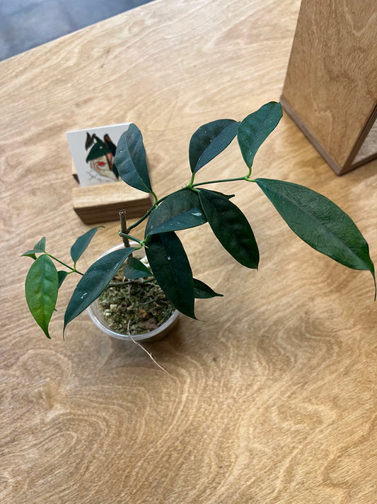 Hoya Wallichii