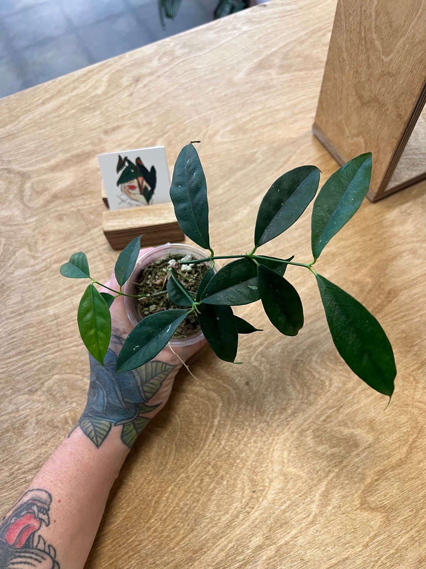 Hoya Wallichii