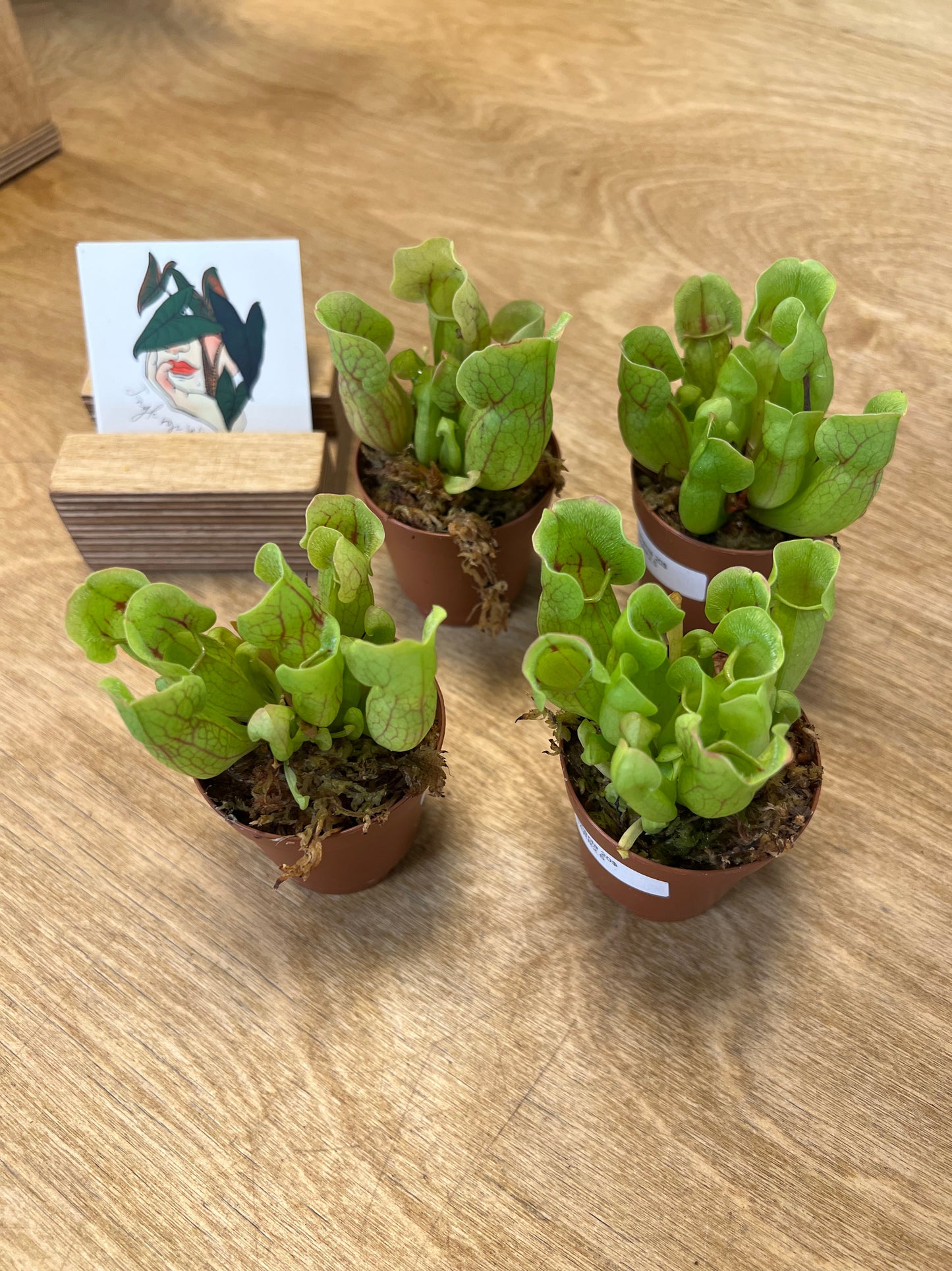 Sarracenia
