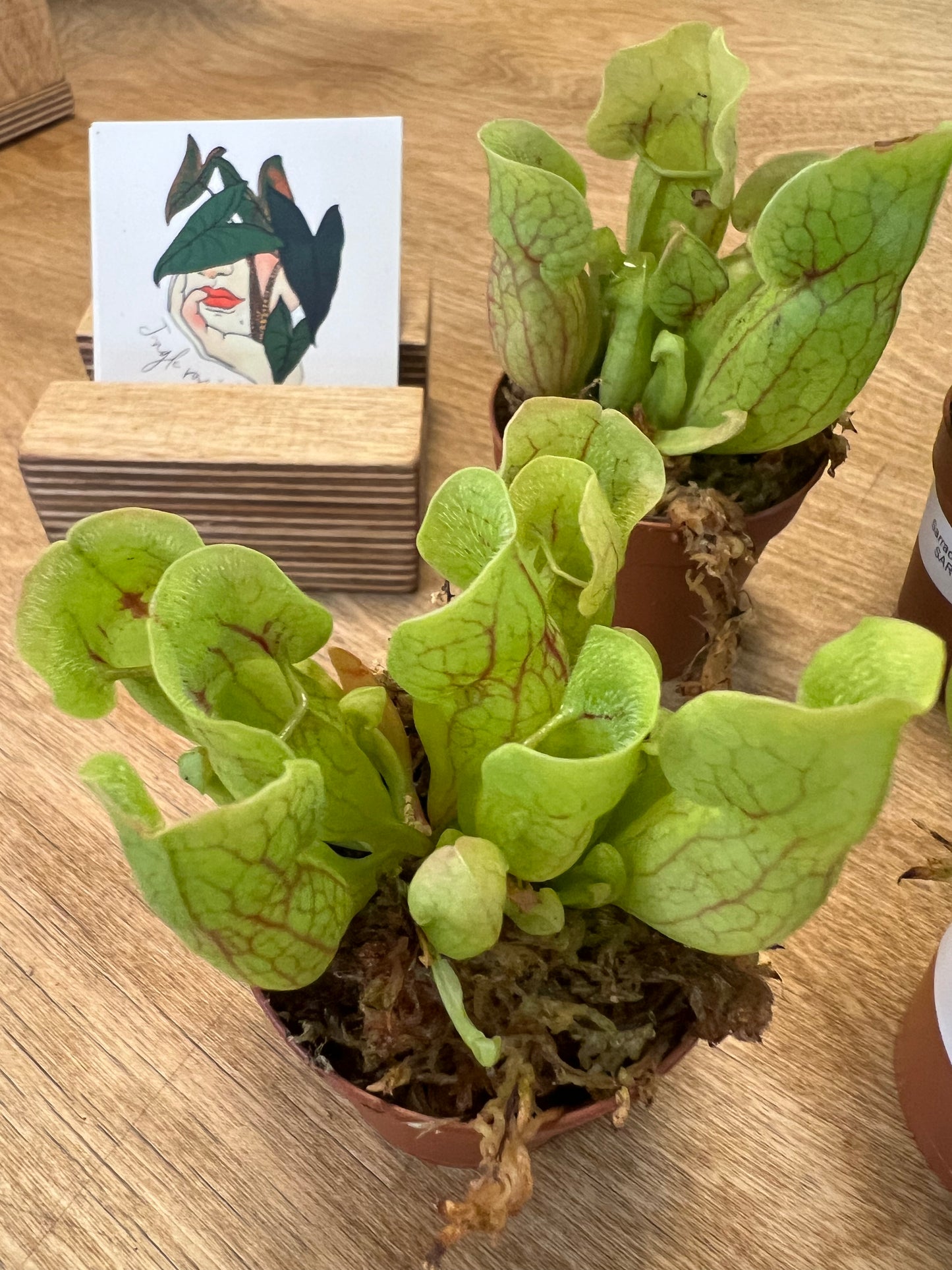 Sarracenia