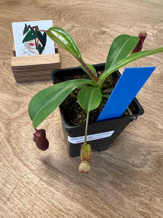 Nepenthes Lowii x Ventricosa