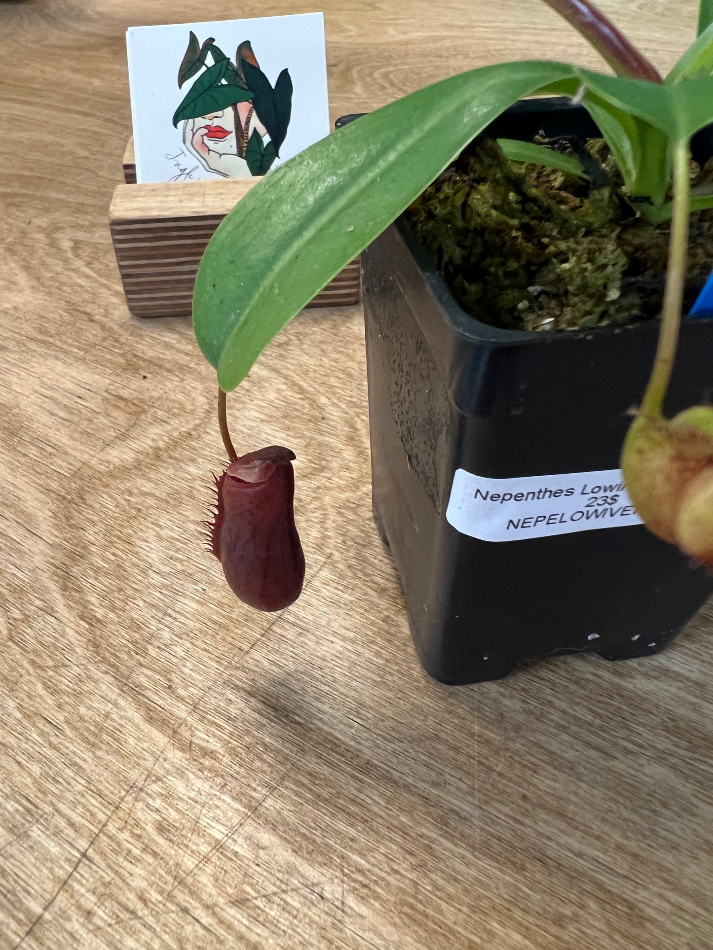 Nepenthes Lowii x Ventricosa
