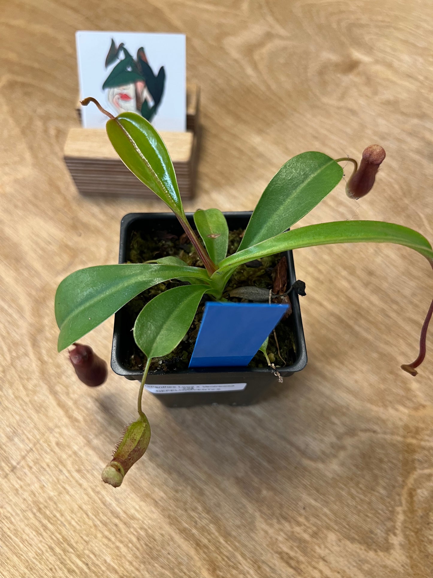 Nepenthes Lowii x Ventricosa