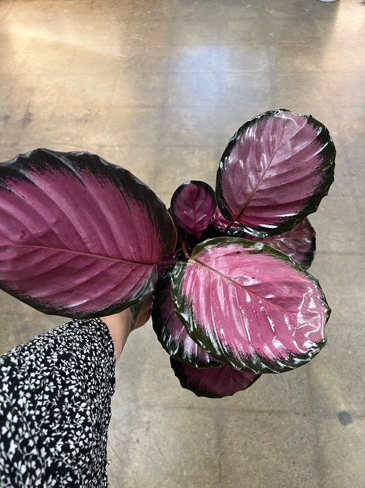 Calathea Pink Star