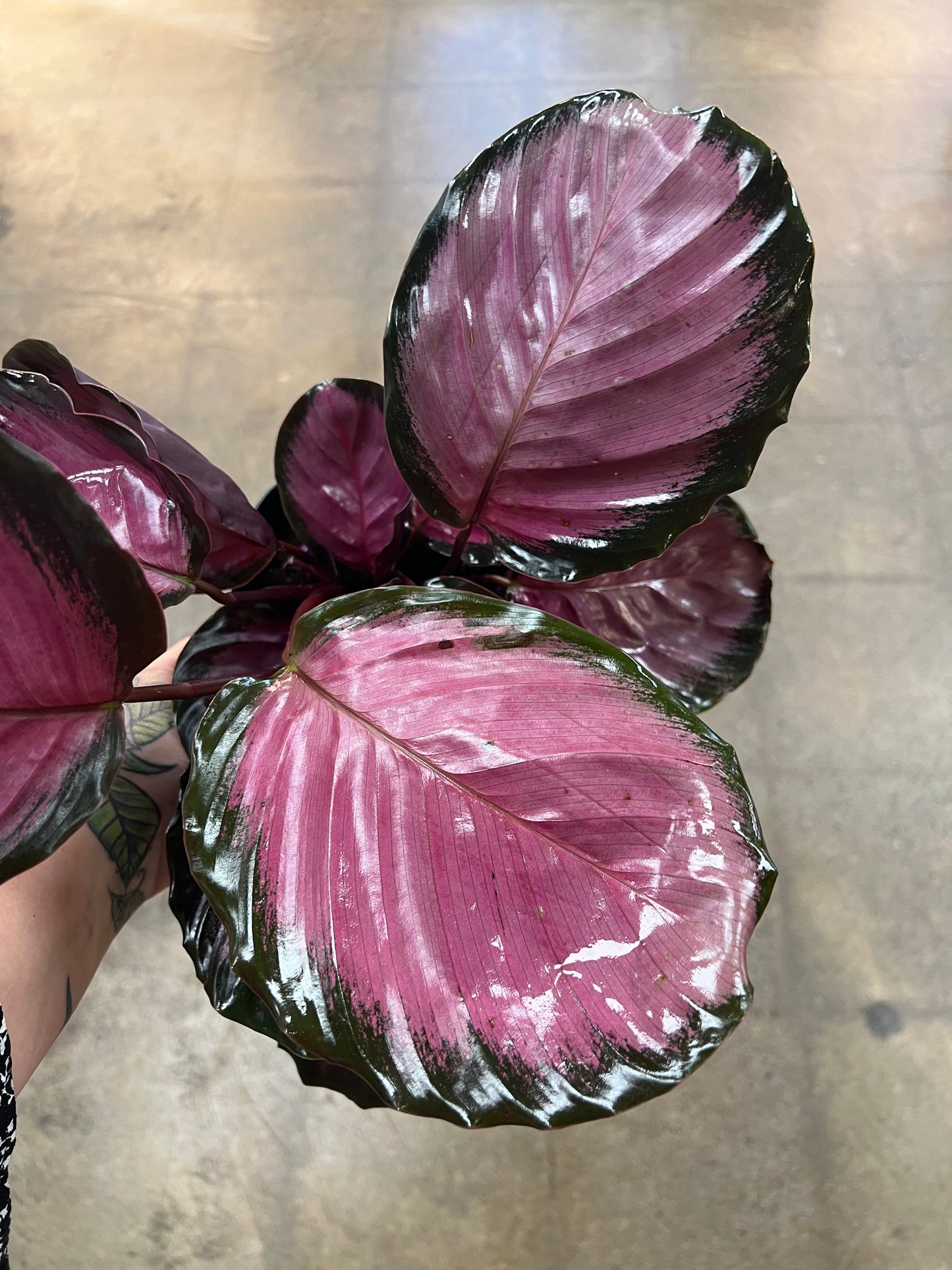 Calathea Pink Star