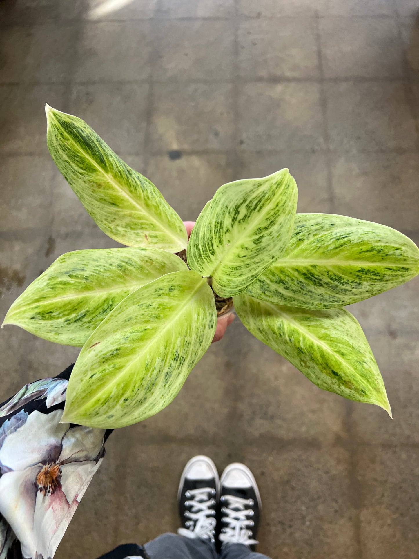 Aglaonema Delight Lemon