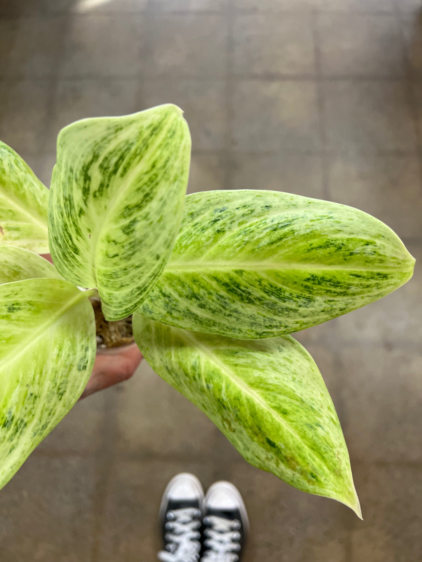 Aglaonema Delight Lemon