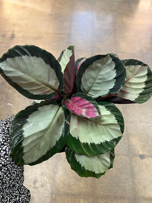 Calathea Rosy