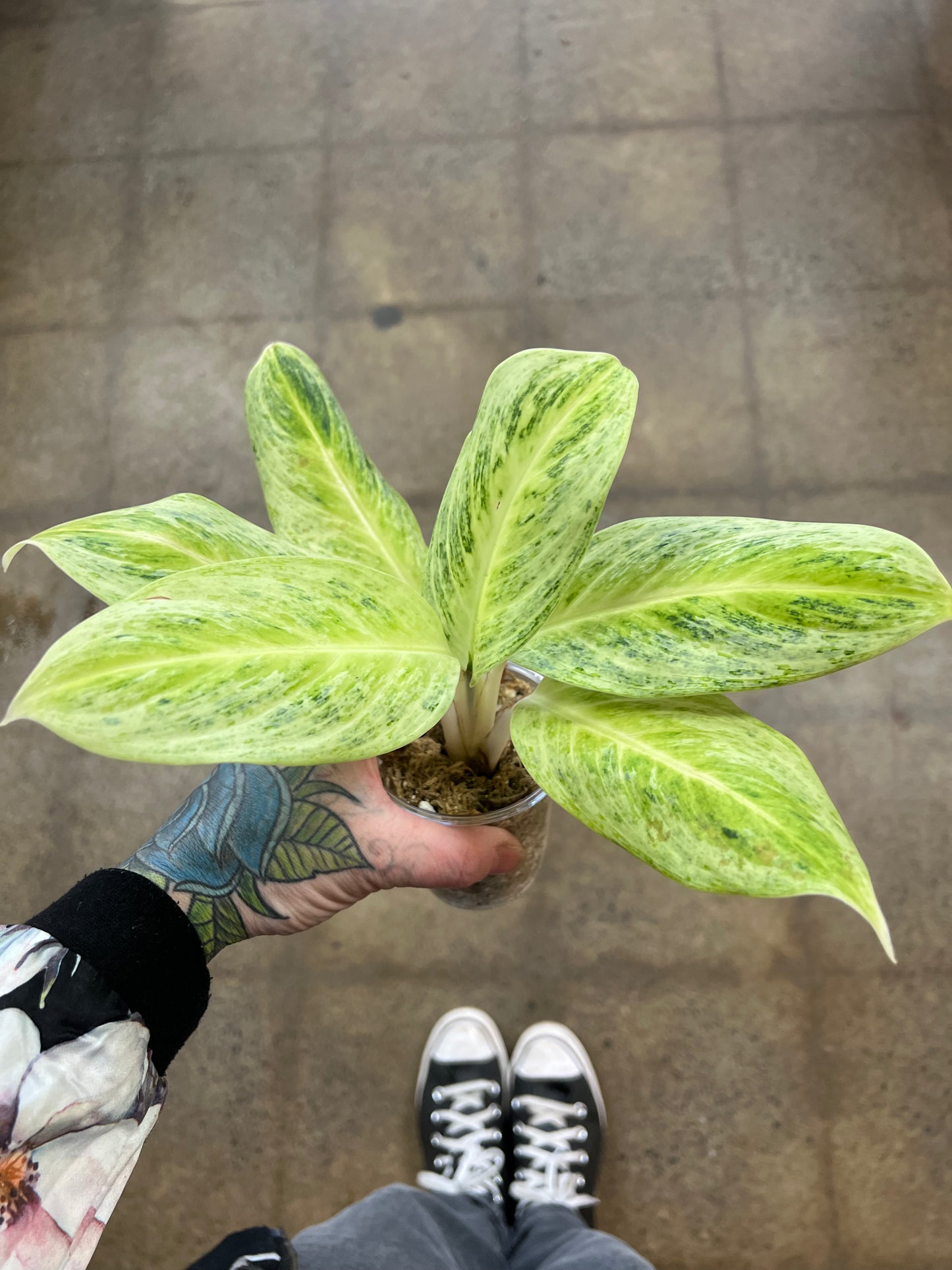 Aglaonema Delight Lemon