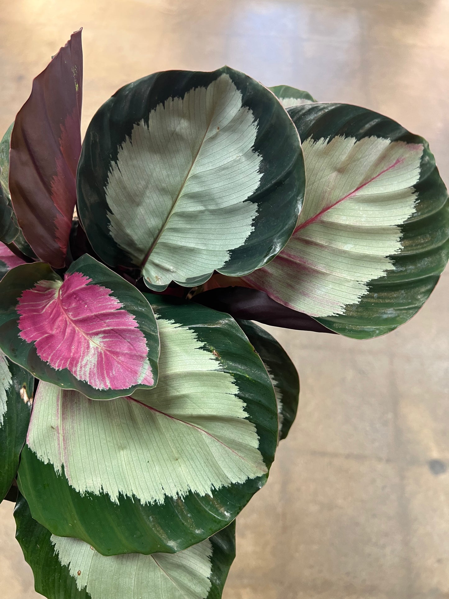 Calathea Rosy