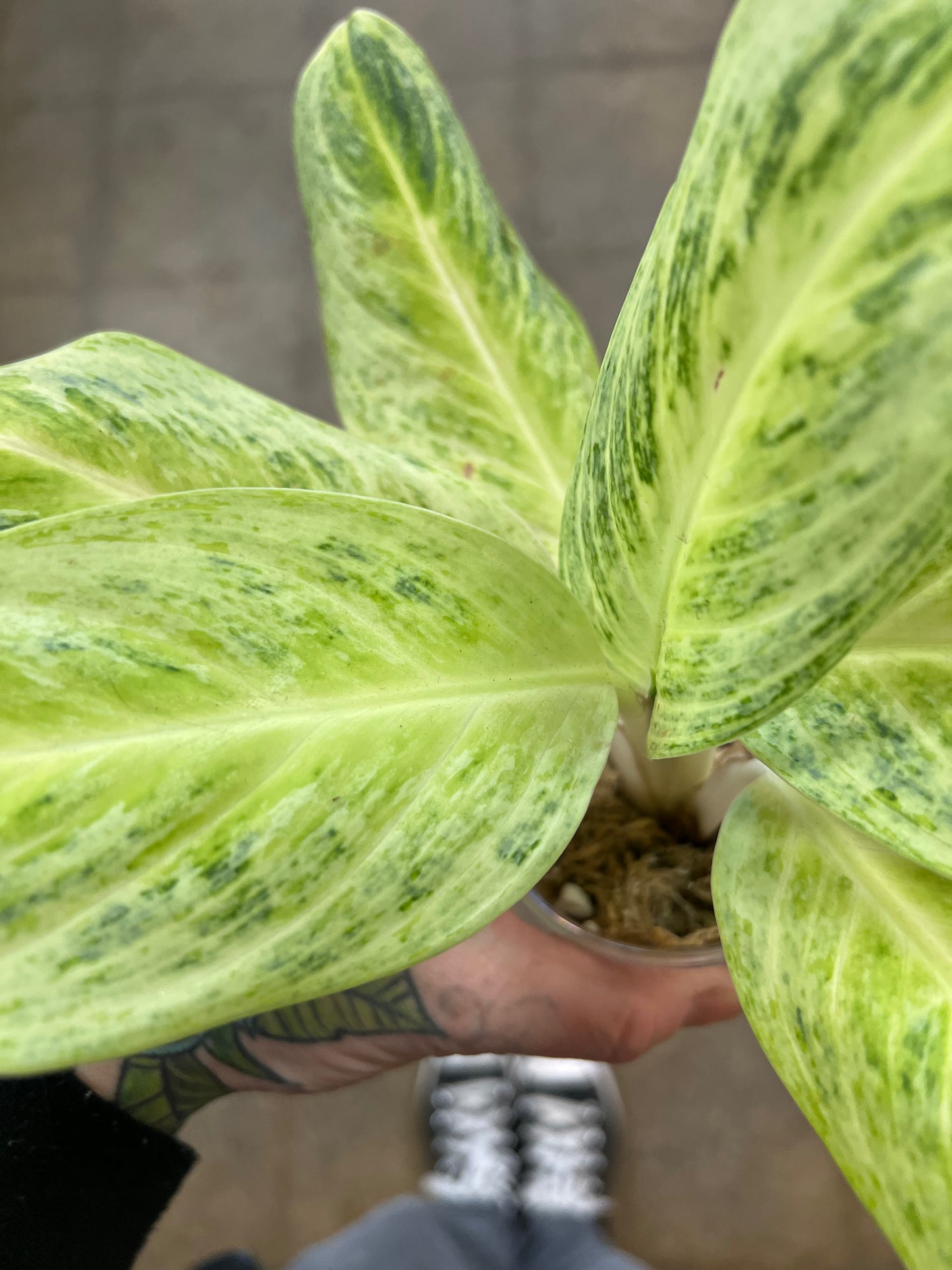 Aglaonema Delight Lemon