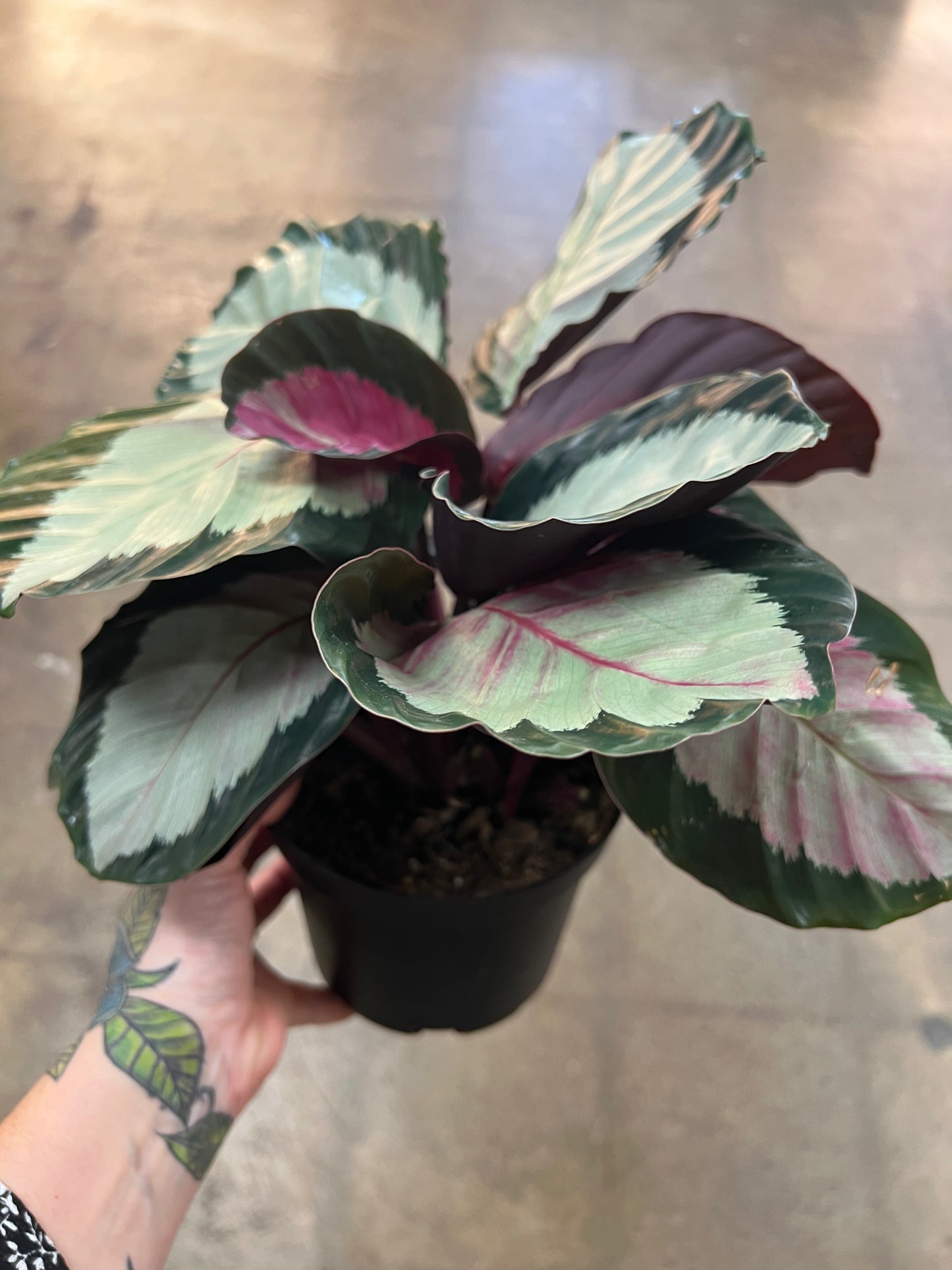 Calathea Rosy