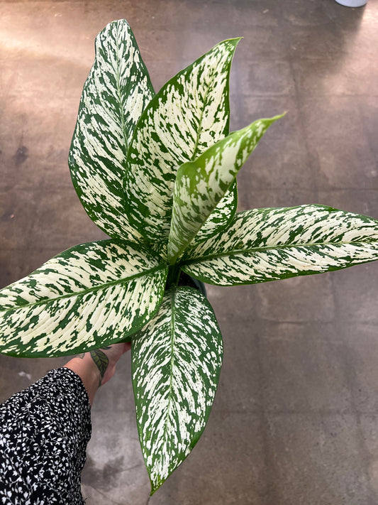 Dieffenbachia White Etna