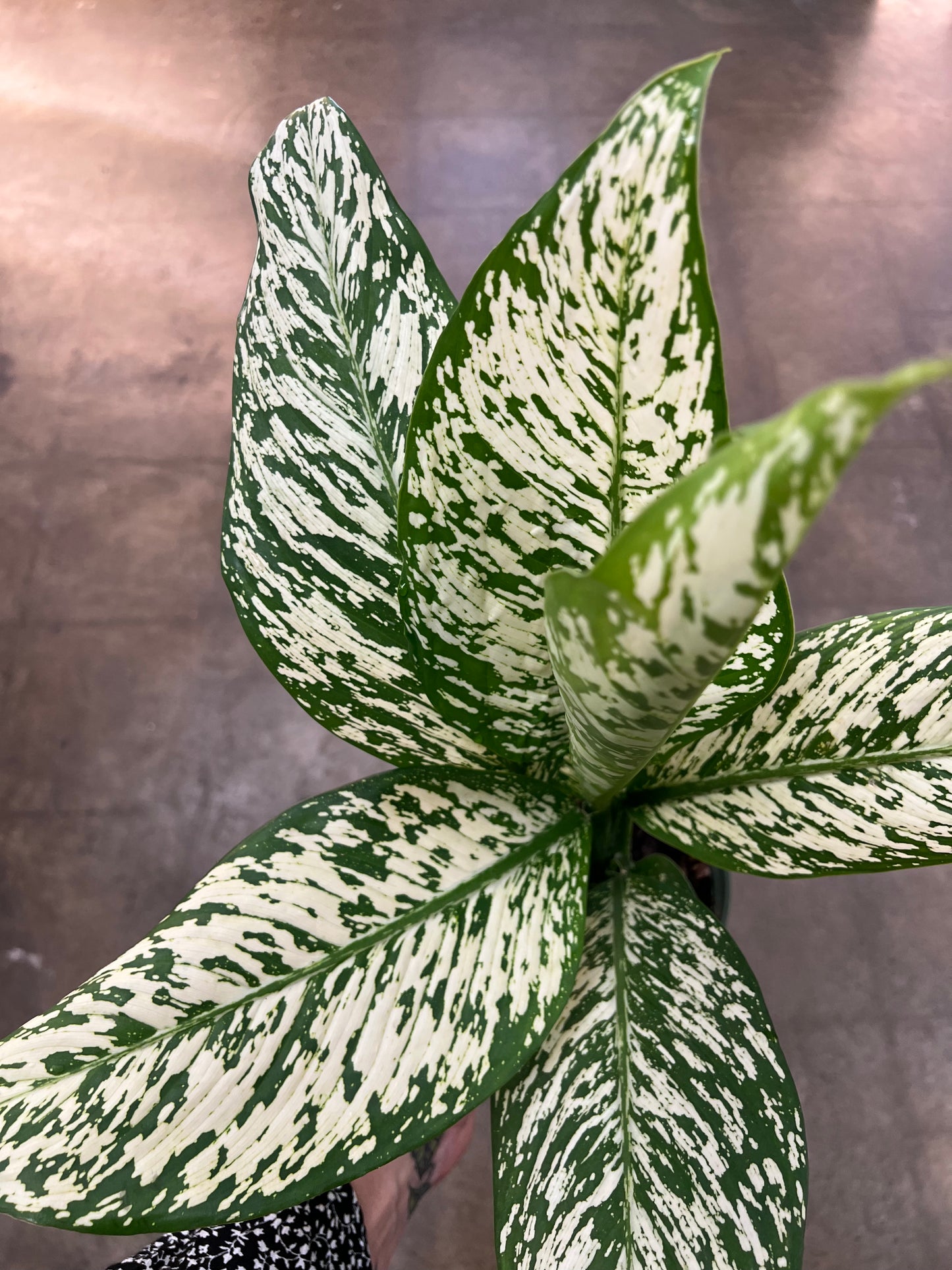 Dieffenbachia White Etna