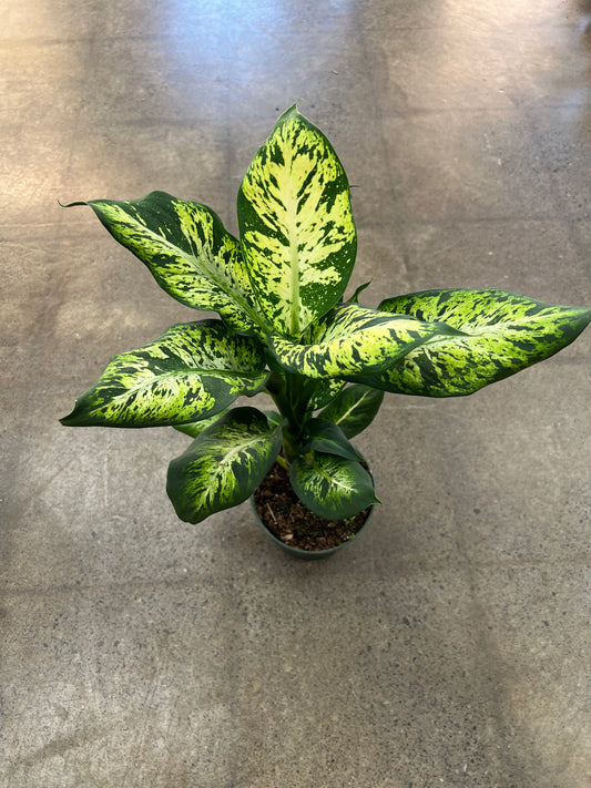 Dieffenbachia Sublime
