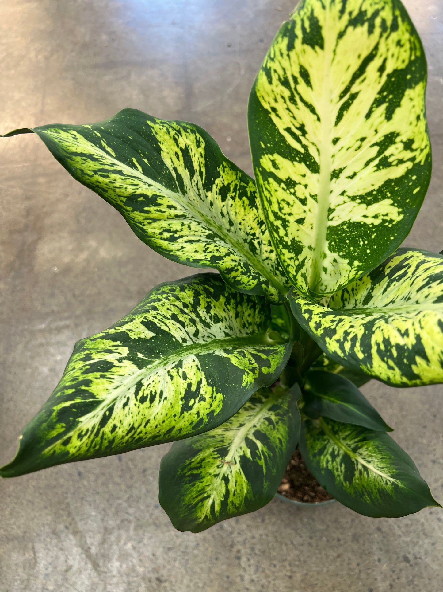 Dieffenbachia Sublime