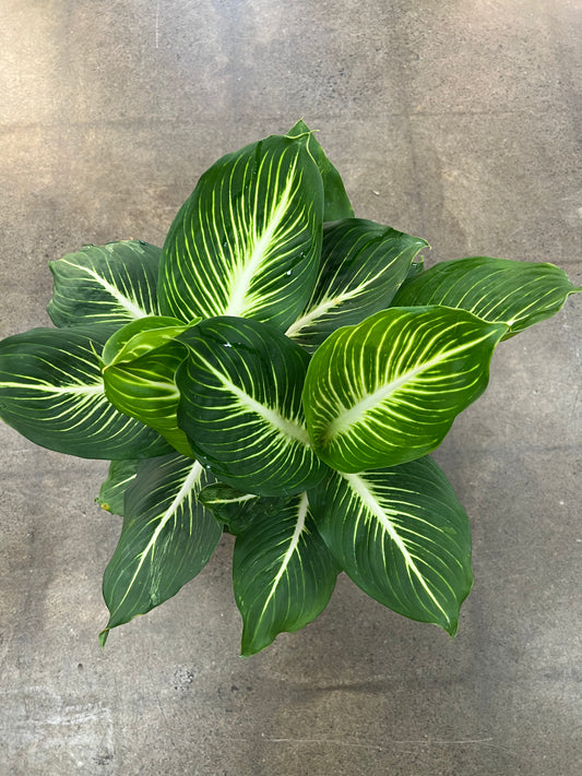 Dieffenbachia Sterling