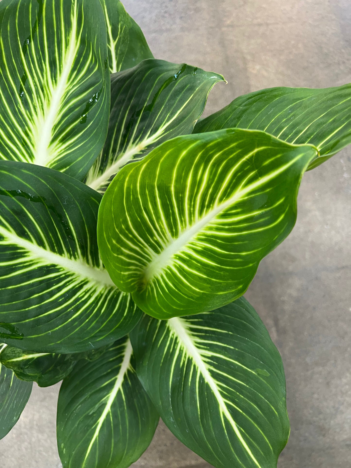Dieffenbachia Sterling