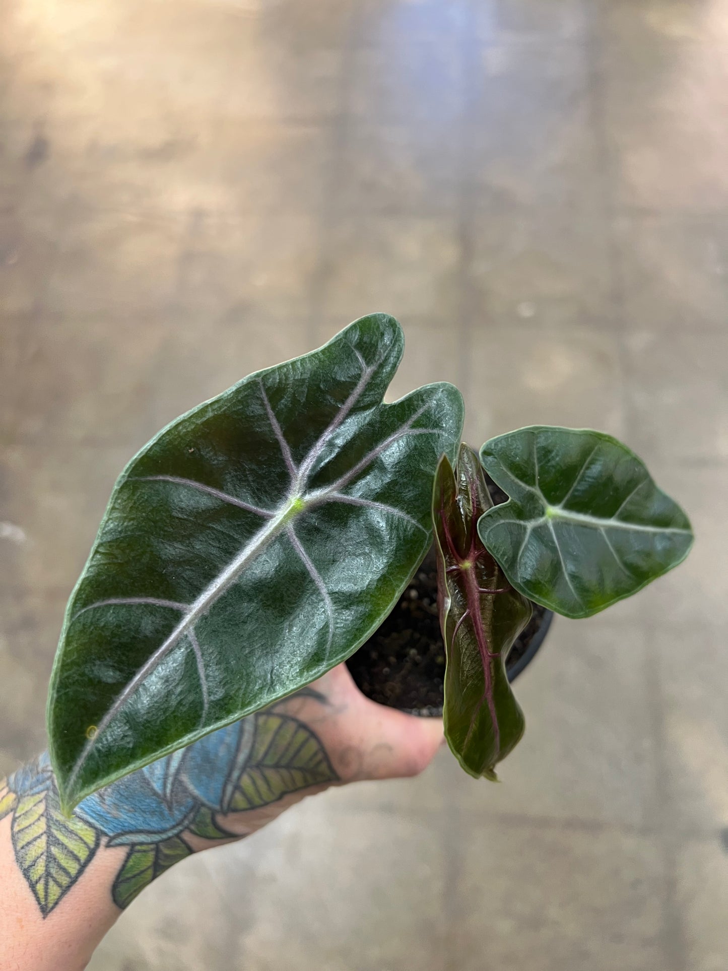 Alocasia Suhirmaniana Purple