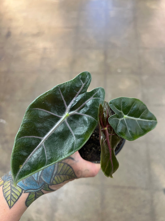 Alocasia Suhirmaniana Purple
