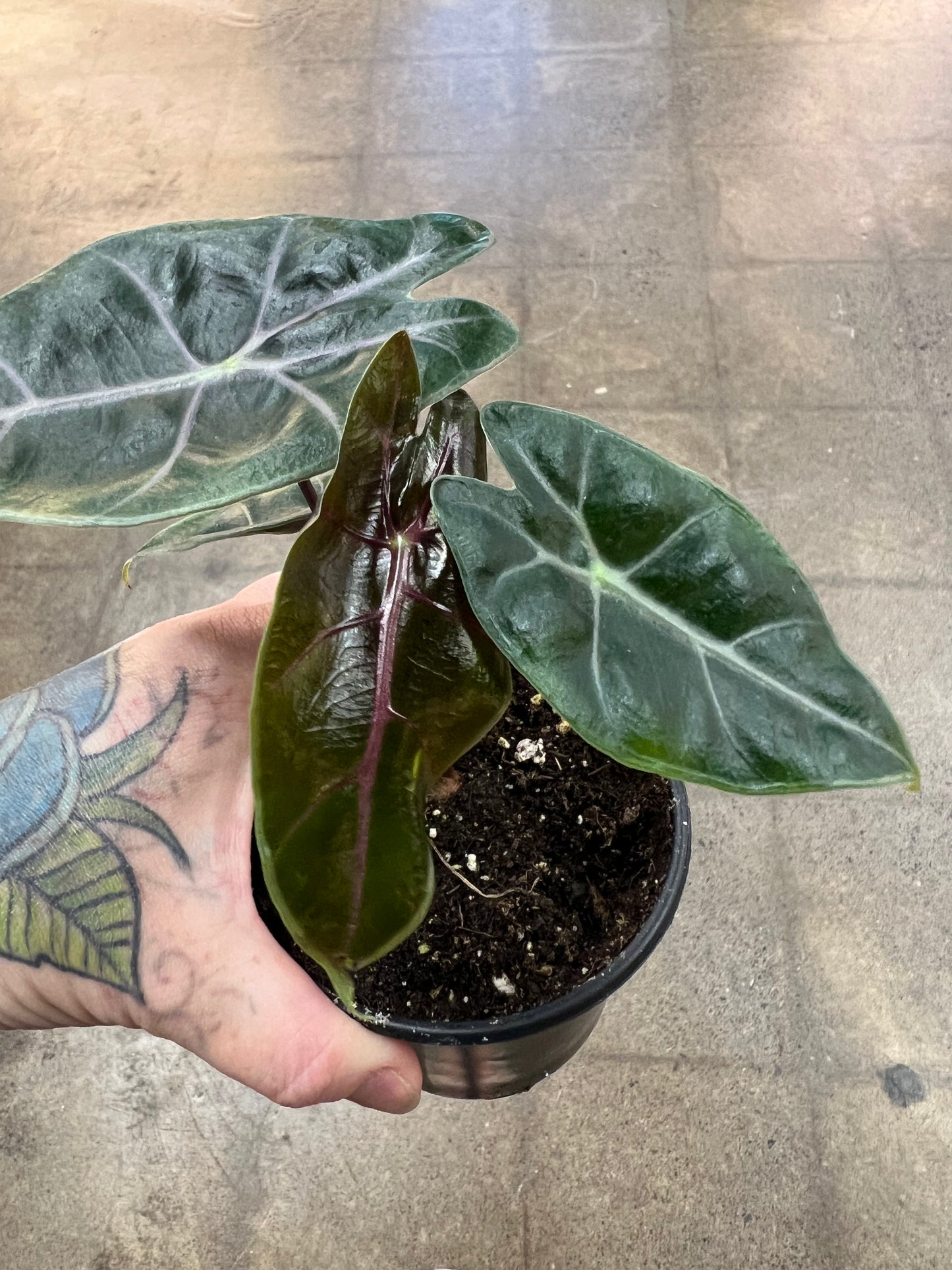 Alocasia Suhirmaniana Purple