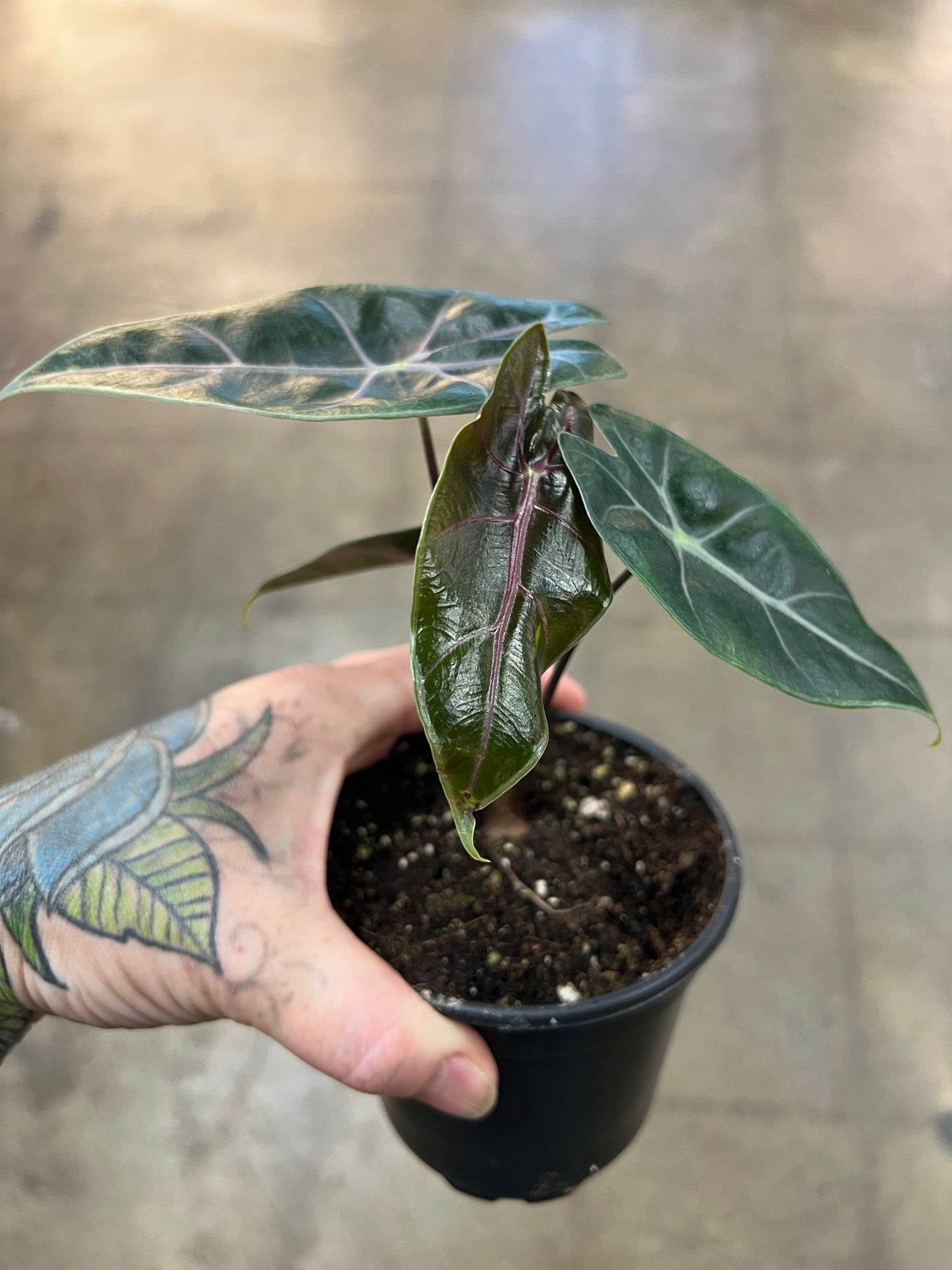 Alocasia Suhirmaniana Purple