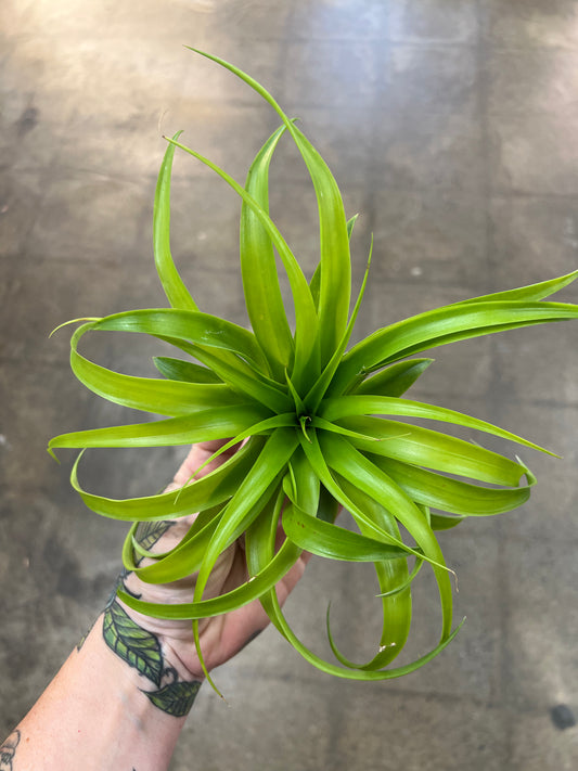 Tillandsia Brachycaluos Multiflora