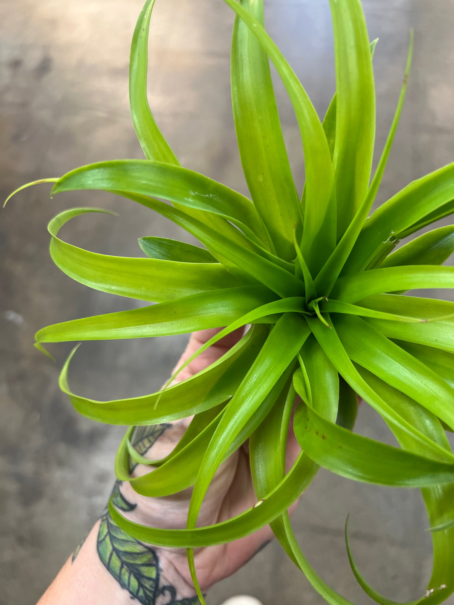 Tillandsia Brachycaluos Multiflora