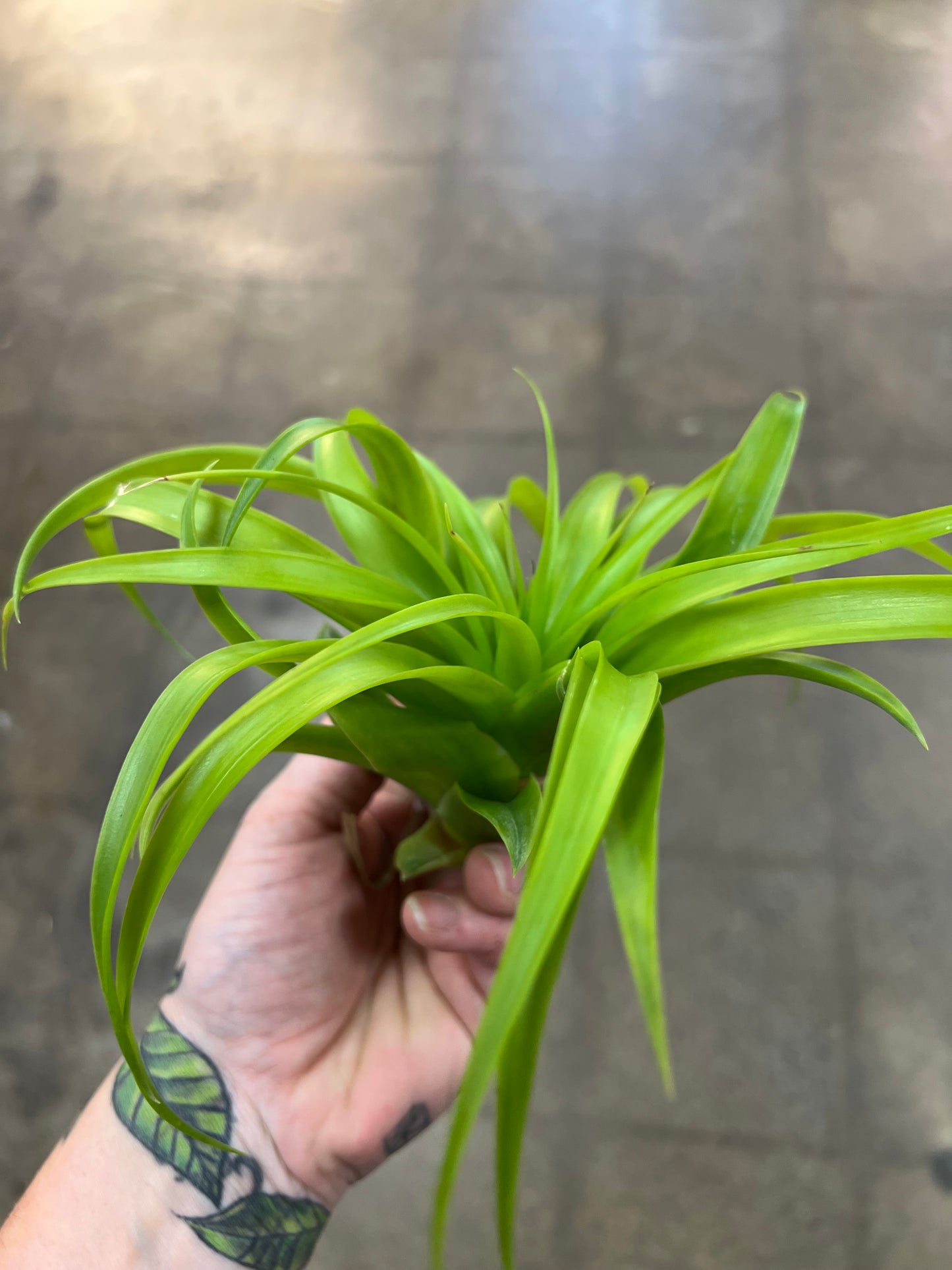 Tillandsia Brachycaluos Multiflora
