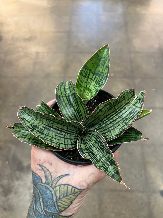 Sansevière Cleopatra