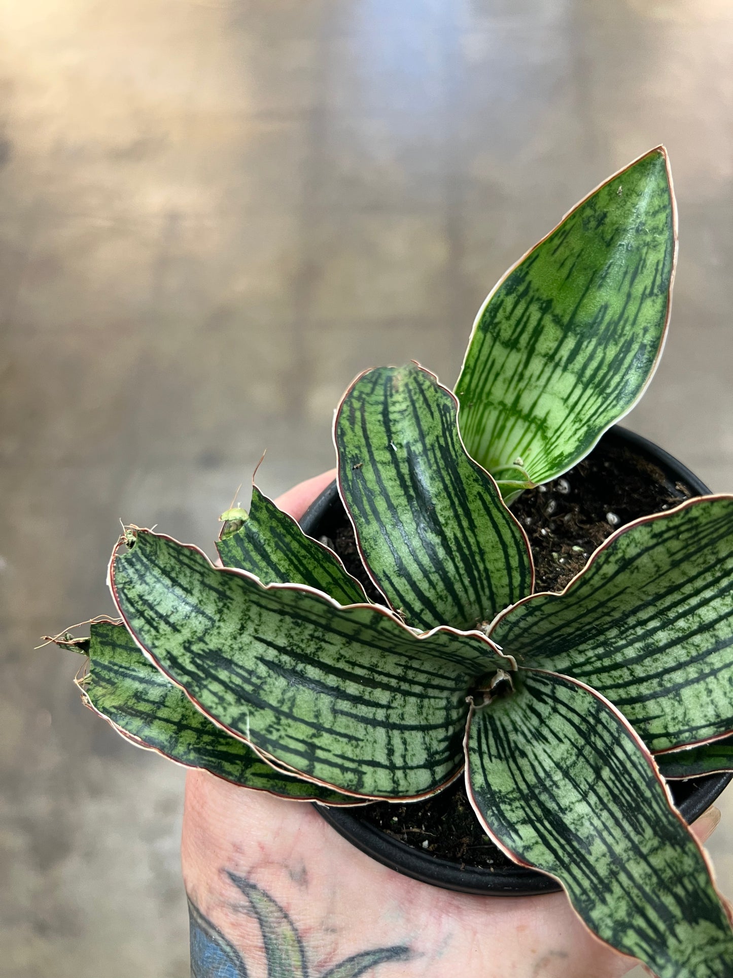 Sansevière Cleopatra