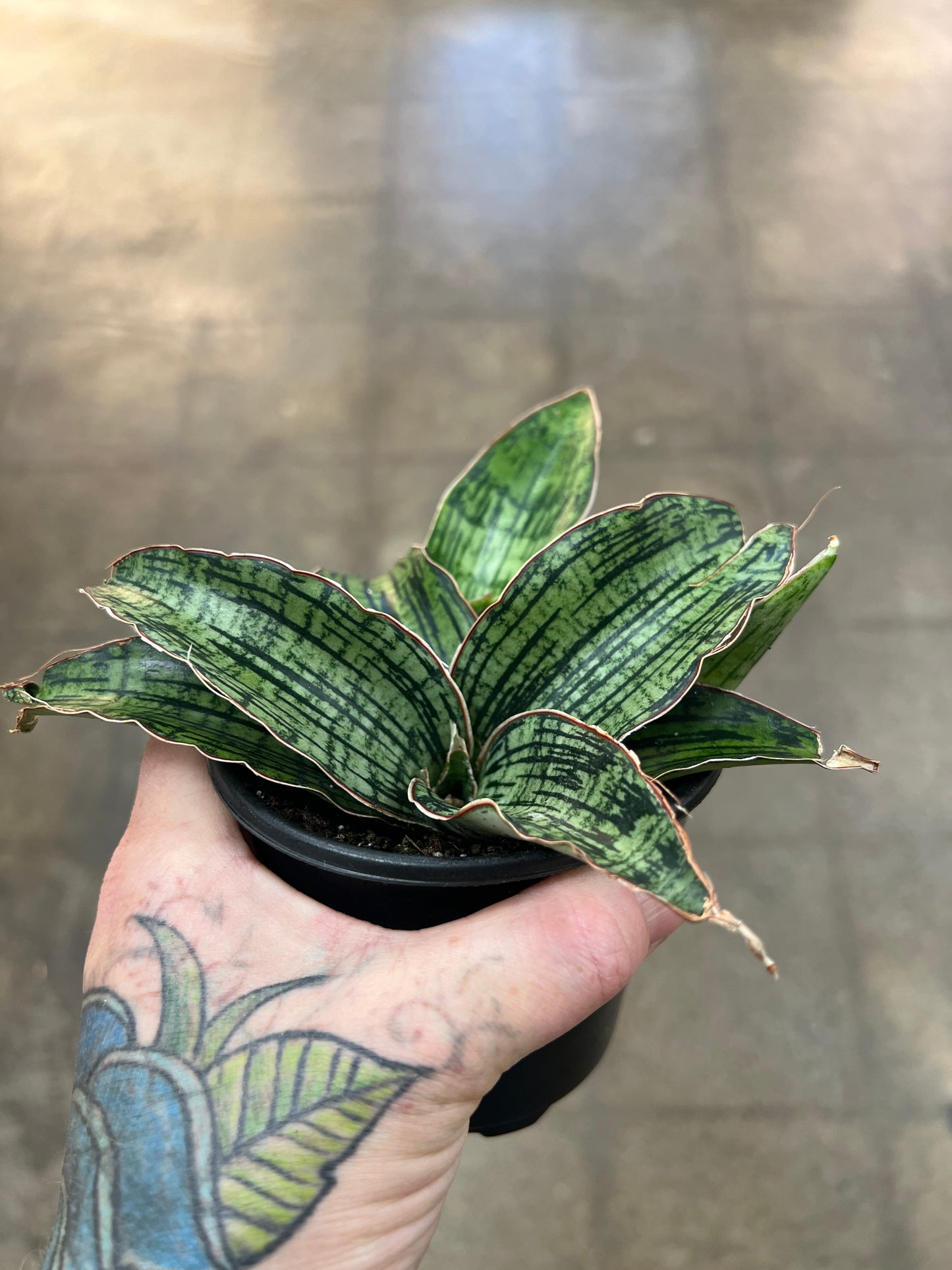 Sansevière Cleopatra