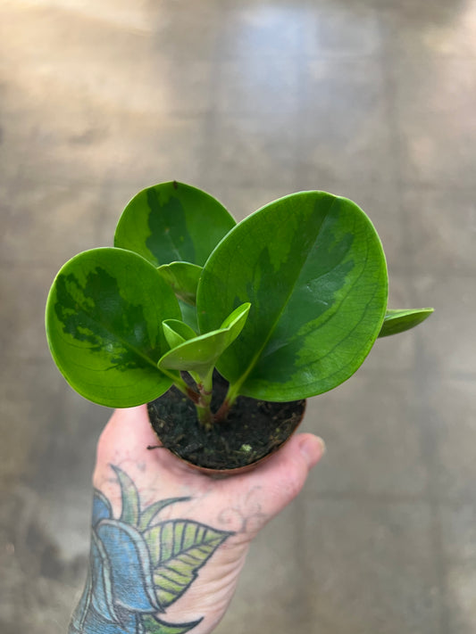 Peperomia Obtusifolia Lemon Lime