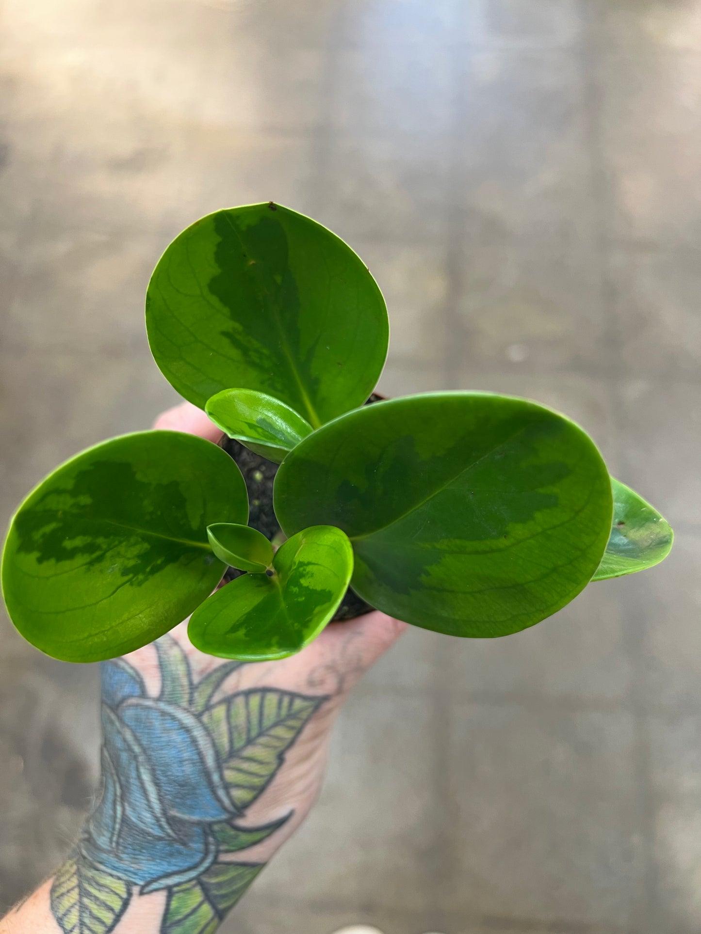 Peperomia Obtusifolia Lemon Lime