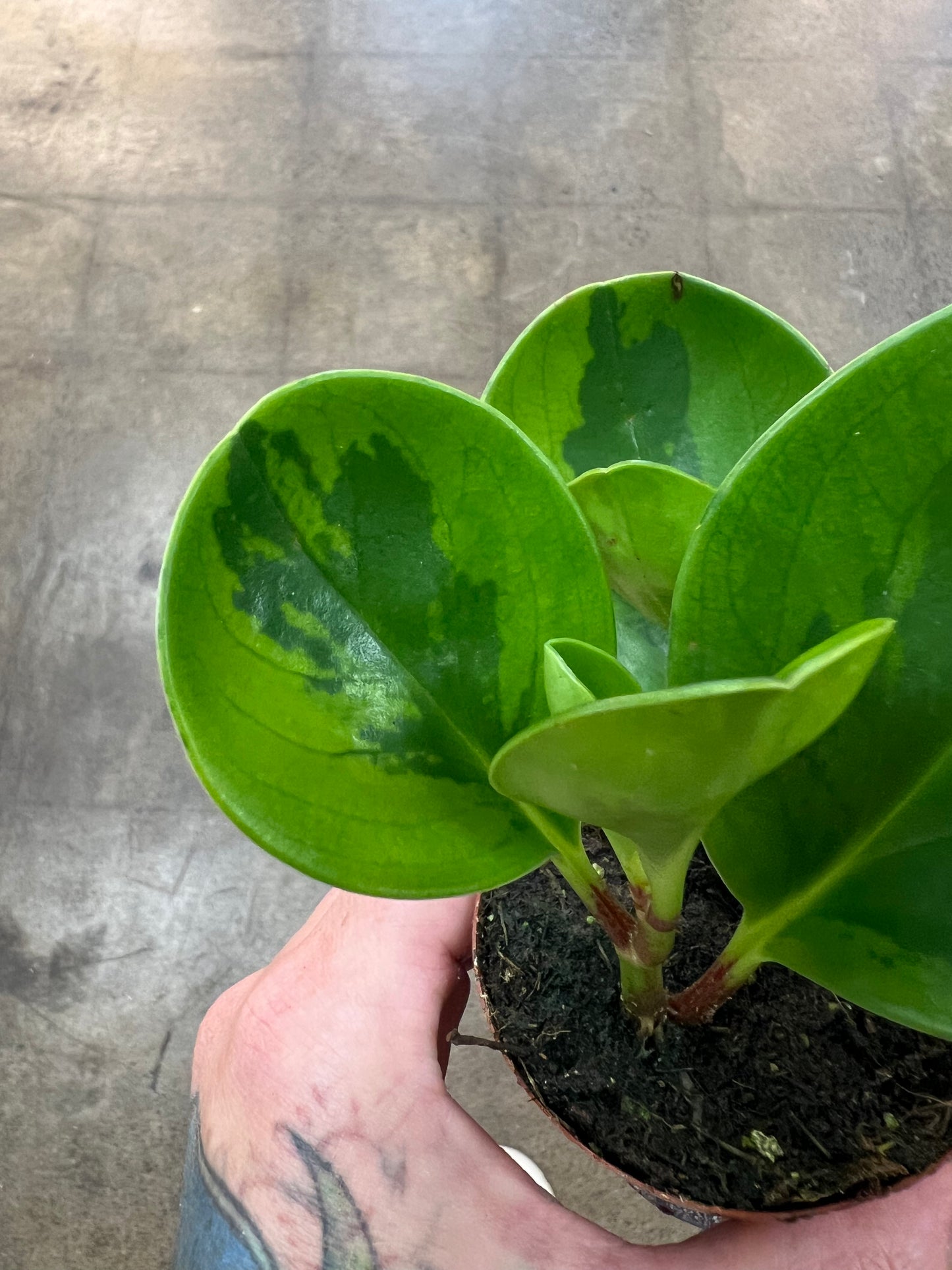 Peperomia Obtusifolia Lemon Lime