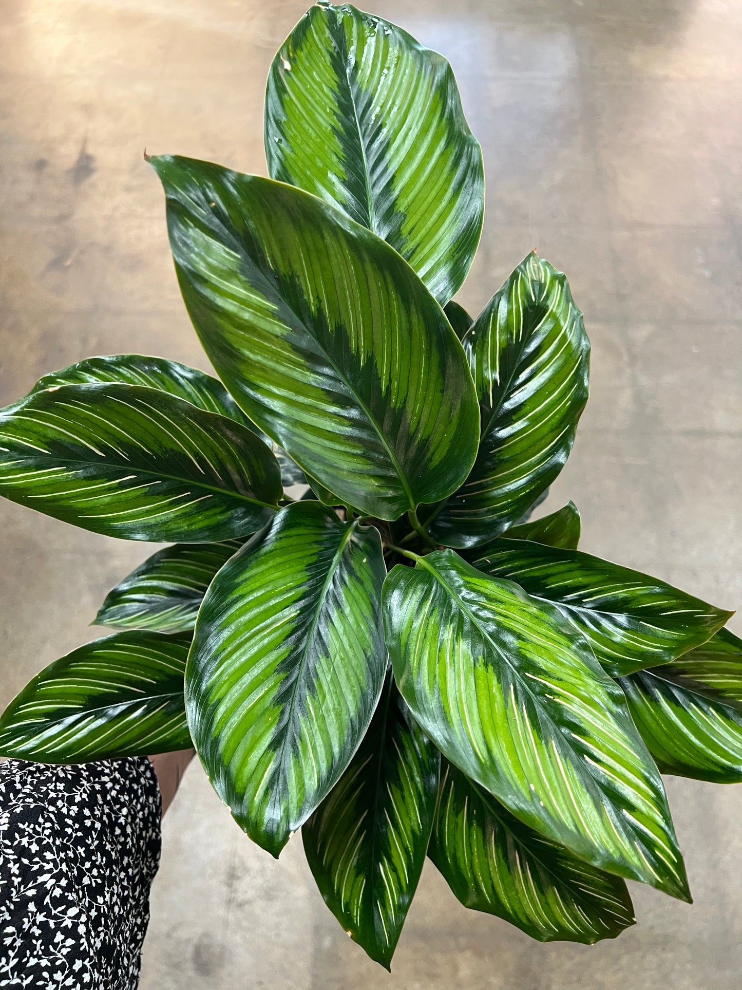 Calathea Beauty Star