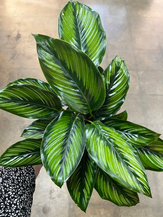 Calathea Beauty Star