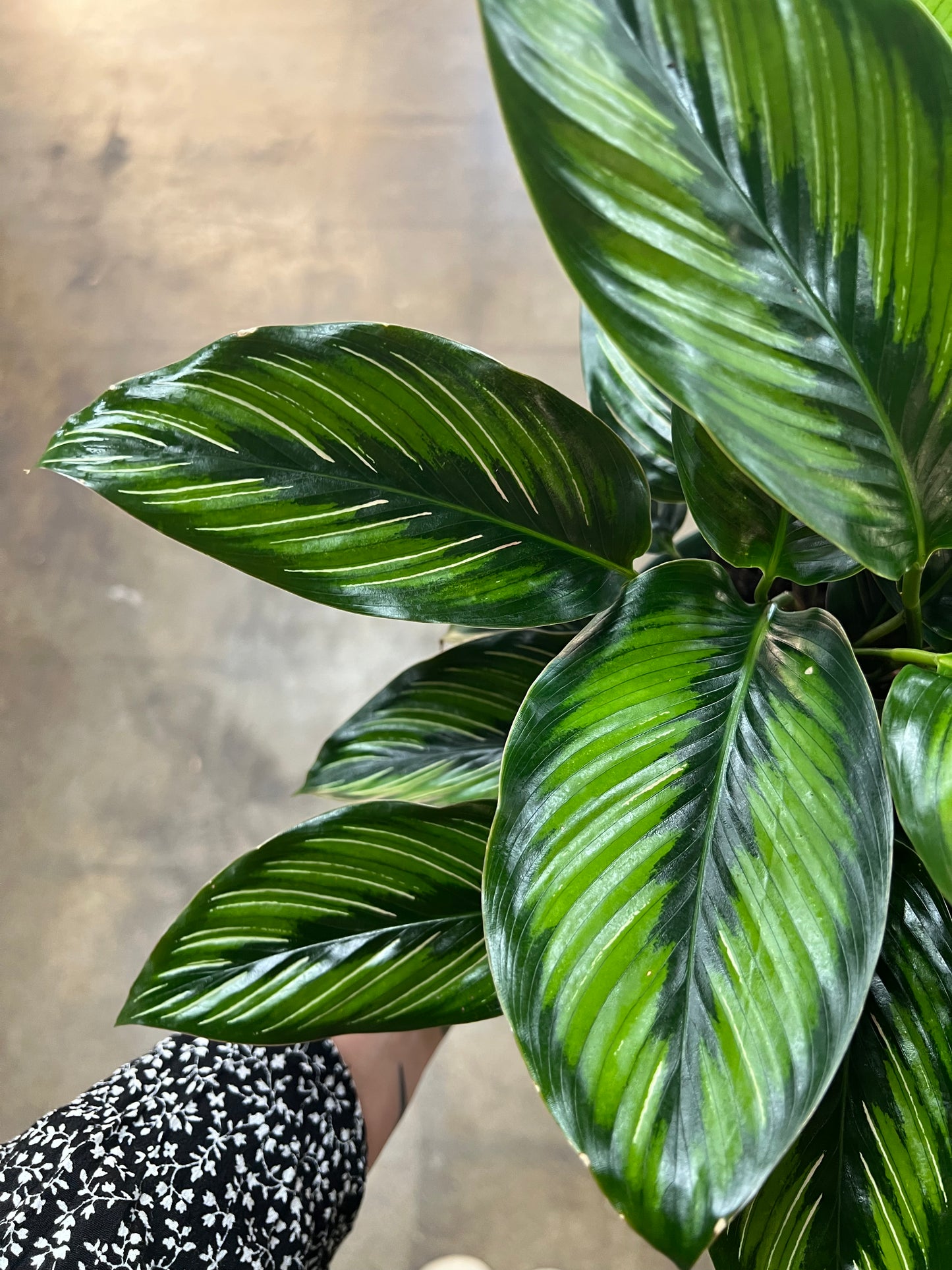 Calathea Beauty Star