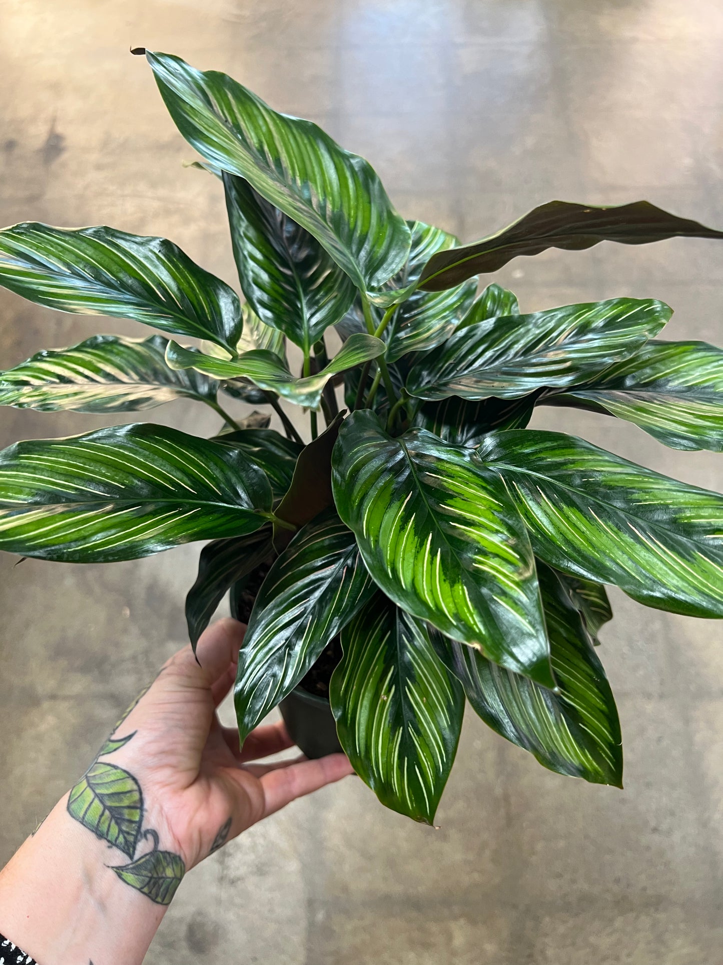 Calathea Beauty Star