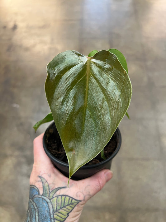 Philodendron Lynamii