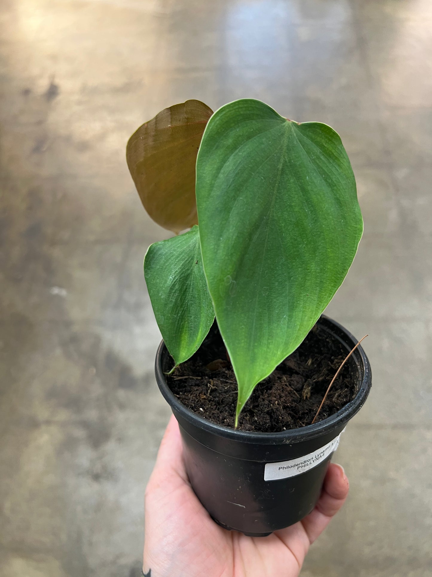 Philodendron Lynamii