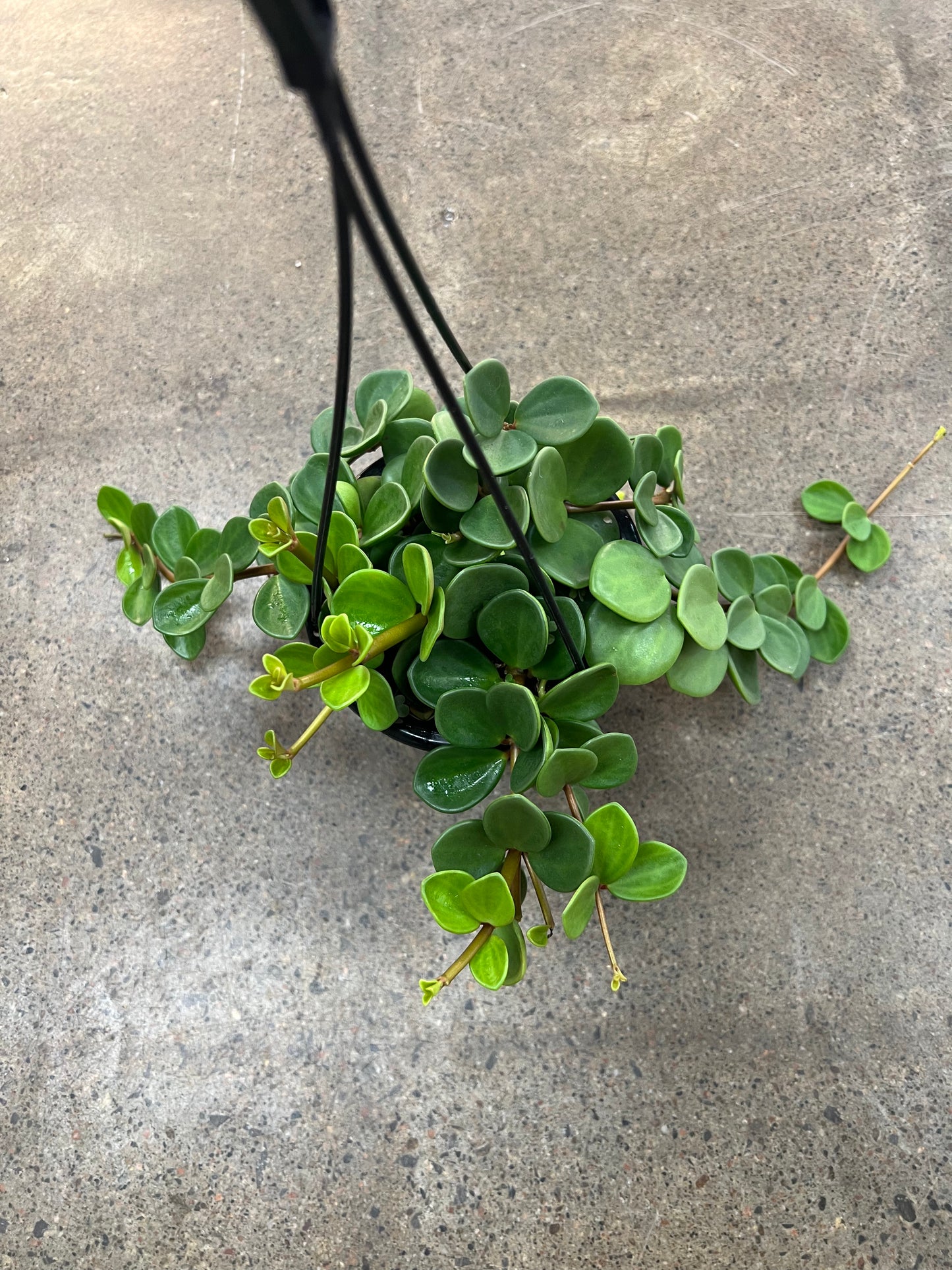 Peperomia Hope