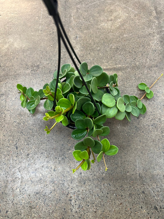 Peperomia Hope