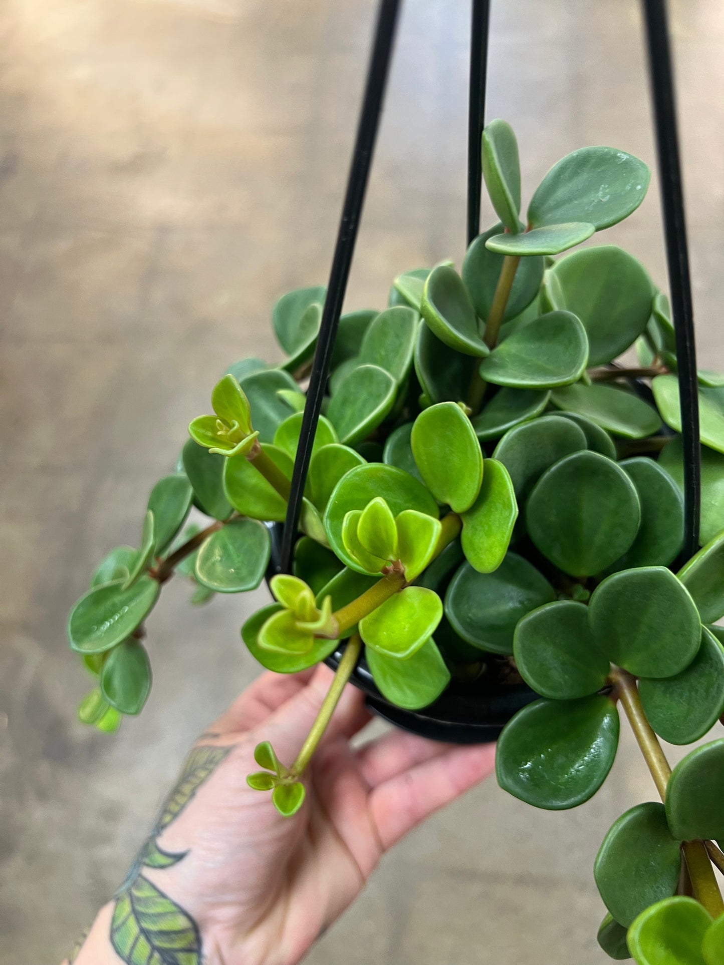 Peperomia Hope